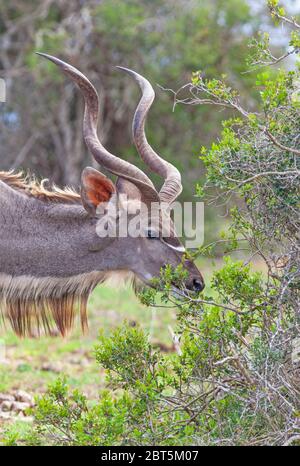 A kudu bull (Tragelaphus strepsiceros) browsing in the Addo Elephant National Park, South Africa. Stock Photo