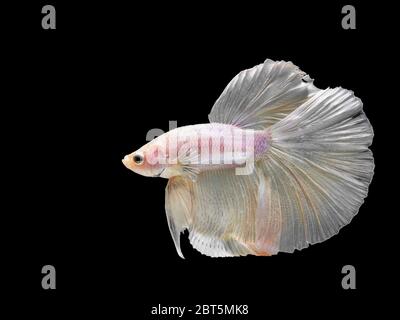 Male Halfmoon Betta on black background.  Siamese fighting fish is the freshwater fish with beautiful fins and color Stock Photo