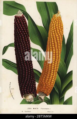 Varieties of maize, Zea mays (Zea mais). Handcoloured lithograph from Louis van Houtte and Charles Lemaire's Flowers of the Gardens and Hothouses of Europe, Flore des Serres et des Jardins de l'Europe, Ghent, Belgium, 1870. Stock Photo