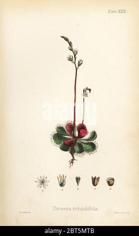 Round-leaved sundew, Drosera rotundifolia. Handcoloured lithograph by Henry Sowerby from Edward Hamilton's Flora Homeopathica, Bailliere, London, 1852. Stock Photo