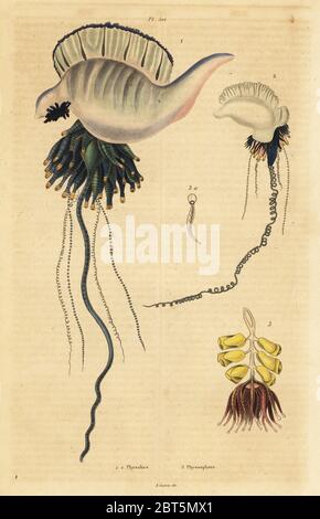 Indo-Pacific Portuguese man-of-war, Physalia utriculus 1, Azores man-of-war, Physalia physalis 2, and Siphonophora zoophyte, Physsophora disticha 3. Physalies, Physsophore. Handcoloured steel engraving by du Casse after an illustration by Adolph Fries from Felix-Edouard Guerin-Meneville's Dictionnaire Pittoresque d'Histoire Naturelle (Picturesque Dictionary of Natural History), Paris, 1834-39. Stock Photo