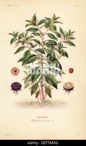 American pokeweed, Phytolacca americana, Phytolacca decandra, Phytolaque. Handcoloured steel engraving by Debray after a botanical illustration by Edouard Maubert from Pierre Oscar Reveil, A. Dupuis, Fr. Gerard and Francois Herincqs La Regne Vegetal: Flore Medicale, L. Guerin, Paris, 1864-1871. Stock Photo