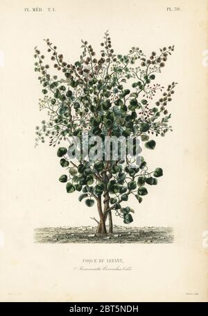Indian berry, fish berry or Levant nut, Anamirta cocculus, Coque du Levant. Handcoloured steel engraving by Lebrun after a botanical illustration by Edouard Maubert from Pierre Oscar Reveil, A. Dupuis, Fr. Gerard and Francois Herincqs La Regne Vegetal: Flore Medicale, L. Guerin, Paris, 1864-1871. Stock Photo