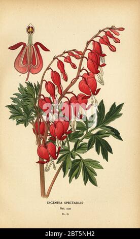 Asian bleeding heart, Lamprocapnos spectabilis (Dicentra spectabilis). Chromolithograph from an illustration by Desire Bois from Edward Steps Favourite Flowers of Garden and Greenhouse, Frederick Warne, London, 1896. Stock Photo