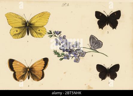 Common brimstone, Gonepteryx rhamni 1, clouded yellow, Colias croceus 2 brown hairstreak, Thecla betulae 3, Meleager's blue, Polyommatus daphnis 4, and black hairstreak, Satyrium pruni 5. Handcoloured lithograph from Musee du Naturaliste dedie a la Jeunesse, Histoire des Papillons, Hippolyte and Polydor Pauquet, Paris, 1833. Stock Photo