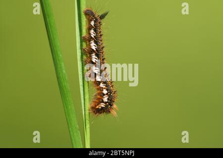 A Drinker Moth Caterpillar, Euthrix potatoria, perching on a blade of grass at the edge of woodland in the UK. Stock Photo