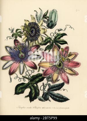 Common passionflower, Passiflora caerulea, Master's hybrid, Passiflora alato-caerulea, and feather-stipuled tacsonia or poro poro, Tacsonia pinnatistipula. Handfinished chromolithograph by Henry Noel Humphreys after an illustration by Jane Loudon from Mrs. Jane Loudon's Ladies Flower Garden or Ornamental Greenhouse Plants, William S. Orr, London, 1849. Stock Photo