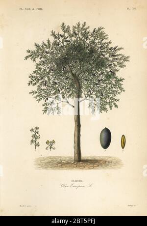 Olive tree, Olea europaea, olivier. Handcoloured steel engraving by Debray after a botanical illustration by Edouard Maubert from Pierre Oscar Reveil, A. Dupuis, Fr. Gerard and Francois Herincqs La Regne Vegetal: Planets Agricoles et Forestieres, L. Guerin, Paris, 1864-1871. Stock Photo