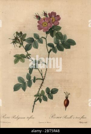 Pink sweetbriar rose, Rosa rubiginosa triflora, Rosier Rouille a trois fleurs. Stipple copperplate engraving by Jean Baptiste Chapuy handcoloured a la poupee after a botanical illustration by Pierre-Joseph Redoute from the first folio edition of Les Roses, Firmin Didot, Paris, 1817. Stock Photo