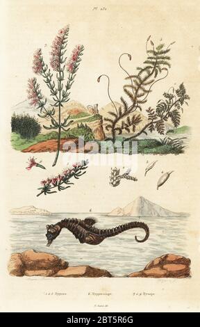 Mosses, Thuidium tamariscinum and Calliergonella cuspidata 1-5, short-snouted seahorse, Hippocampus hippocampus 6, and hyssop, Hyssopus officinalis. Hypnes, Hyppocampe, Hysope. Handcoloured steel engraving by Pfitzer after an illustration by A. Carie Baron from Felix-Edouard Guerin-Meneville's Dictionnaire Pittoresque d'Histoire Naturelle (Picturesque Dictionary of Natural History), Paris, 1834-39. Stock Photo