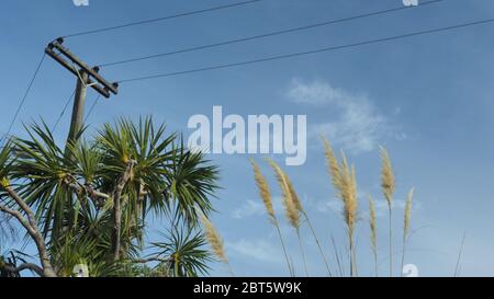 Power pole, the native cabbage tree, and  South American pampas grass flower heads (a weed) - three things common in the New Zealand landscape Stock Photo