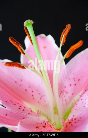Stargazer lily stamen and anthers Stock Photo