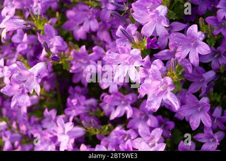 Purple garden flowers with dewdrops Stock Photo