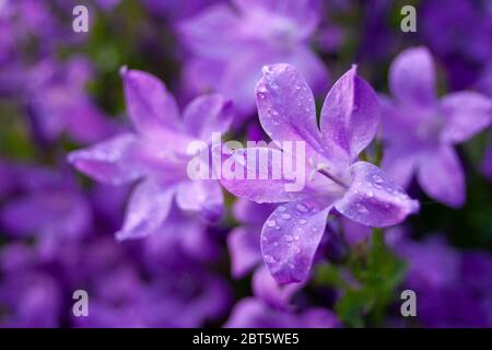 Purple garden flowers with dewdrops Stock Photo