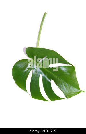 Leaf from a monstera plant on white  background Stock Photo