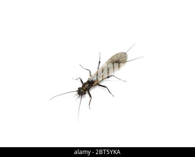 Stonefly plecoptera insect isolated on white background Stock Photo