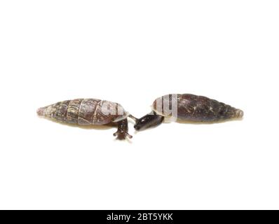 The two-toothed door snail Clausilia bidentata isolated on white Stock Photo