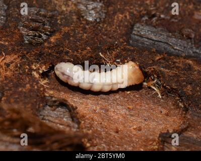 Closeup on Cerambycidae larvae decomposer feeding on wood