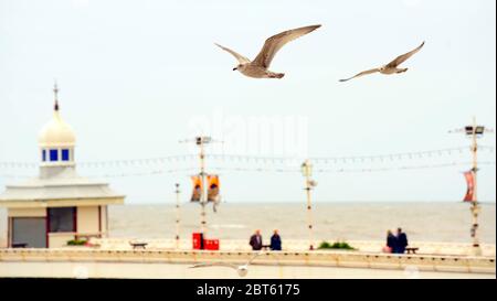 Two young gulls flying over and past North Pier,Blackpool,UK Stock Photo