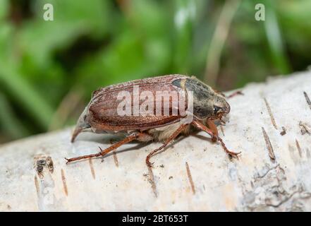 Cockchafer beetle, also called maybug or may bug (Melolontha melolontha), UK Stock Photo