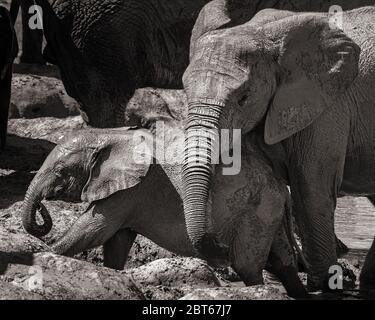 Elephant youngsters Loxodonta africana at play at Addo Elephant Park, Eastern Cape Province, South Africa Stock Photo
