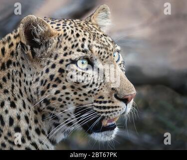 Portrait of a female leopard, Panthera pardus, in the early morning  with the animal alert and looking around, Kruger National Park, South Africa Stock Photo