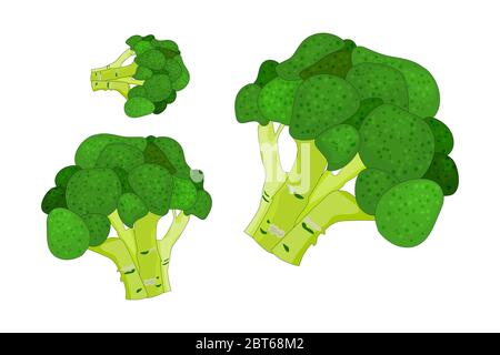 Broccoli isolated on white background. Set fresh broccoli cabbage icon. Vegetable, vegetarian, vegan healthy organic food. Stock vector illustration Stock Vector