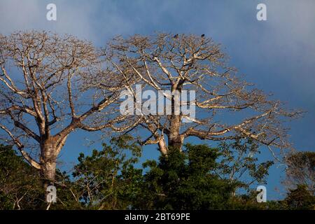Large cuipo trees, Cavanillesia platanifolia, in the dry season in the rainforest of Soberania national park, Colon province, Republic of Panama. Stock Photo