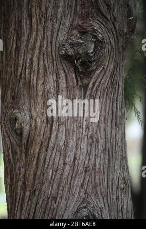 swirls and living bark  of tree trunk at Castlemaine, Victoria, Australia Stock Photo