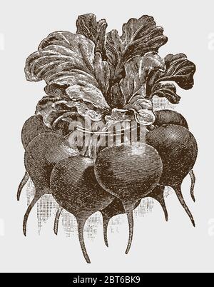 Beautiful group or bunch of little red radishes, after a historical engraving from the early 20th century Stock Vector