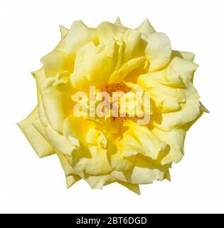 A fully blossomed flower of yellow garden rose on a sunny day isolated on white background. Lush rose flower head under a sunlight. Top view. Stock Photo