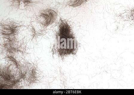 Hair cut off on white floor in barbershop. Cropped hair as background or texture. Stock Photo