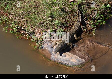 Lying on a rock at the edge of a murky river, a crocodile enjoys the midday sun in South Africa. Stock Photo