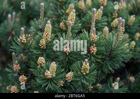 Pinus mugo, known as bog pine, creeping pine,[3] dwarf mountain pine,[4] mugo pine,[5] mountain pine, scrub mountain pine, or Swiss mountain pine Stock Photo