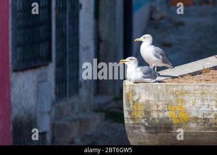 Two or pair white gulls perched on a roof of building. Stock Photo