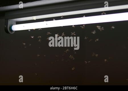 Mayfly are flying, playing around the fluorescent lights. Stock Photo