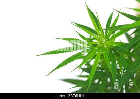 Young shoots of cannabis on white background. Green hemp leaf with copy space on white background. Stock Photo