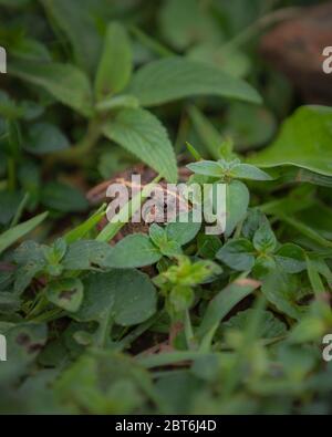 frog hiding between green leaves and grass Stock Photo