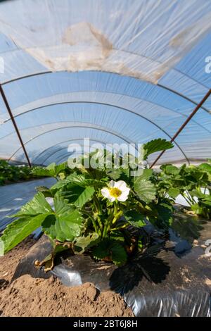 Cultivation of strawberry fruits using the plasticulture method, plants growing on plastic mulch in walk-in greenhouse polyethylene tunnels Stock Photo