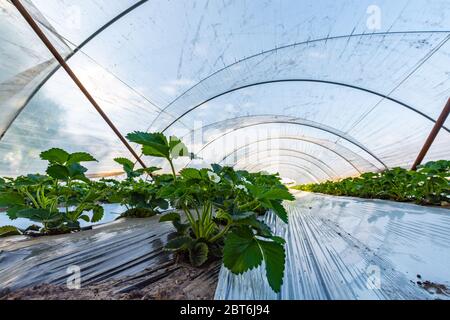 Cultivation of strawberry fruits using the plasticulture method, plants growing on plastic mulch in walk-in greenhouse polyethylene tunnels Stock Photo