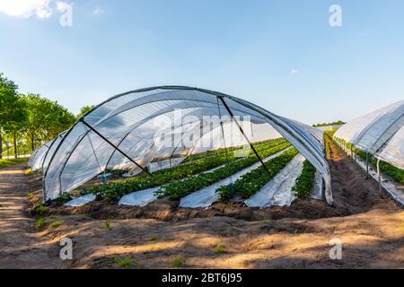 Cultivation of strawberry fruits using the plasticulture method, plants growing on plastic mulch in walk-in greenhouse polyethylene tunnels Stock Photo