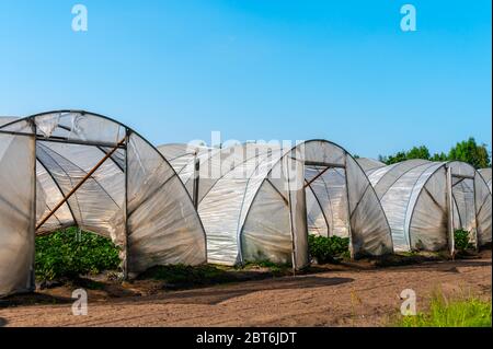 Cultivation of strawberry fruits using the plasticulture method, plants growing on plastic mulch in walk-in greenhouse polyethylene tunnels Stock Photo