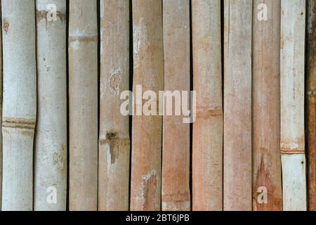 Vertical bamboo background. Dry bamboo background. Stock Photo
