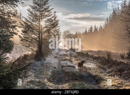 Dog walking on Mossdale former railway track in deep winter sunshine Stock Photo