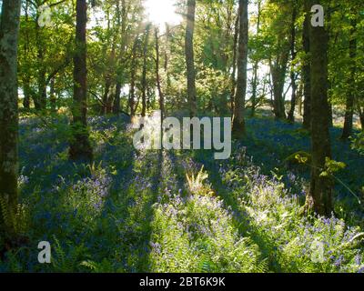 Castramon Nature Reserve with mixed woodland with bluebells and oak trees in spring Stock Photo