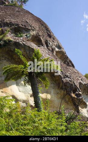 A large tree fern sheltered against a weathered sandstone boulder in the Monks Cowl Game reserve part of the Drakensberg mountains, South Africa Stock Photo