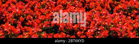seamless pattern flowers background. Annuals red flowers background autumn card. Panoramic image Stock Photo