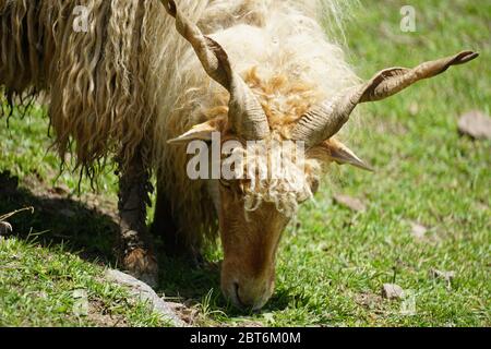 Racka sheep on a pasture head close-up photography. Stock Photo