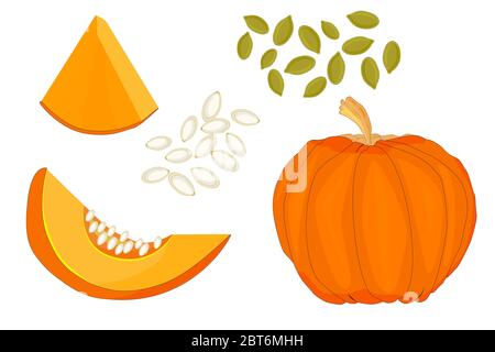 Pumpkin isolated on white background. Set fresh ripe gourd icon. Set of whole, sliced and seeds pumpkin.Healthy organic food. Thanksgiving food.Vector Stock Vector