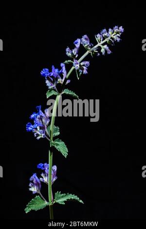 Studio close-up of a Nepeta racemosa 'Walker's Low' (Catmint) Stock Photo